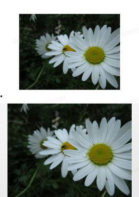 雏菊花资料,花语、种植与养护全解析